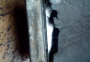 imagem_4
