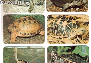imagem_3