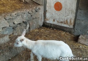 Cabrita