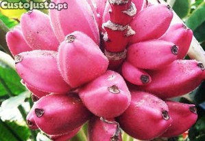 Banana Rosa (3 sementes) - musa velutina