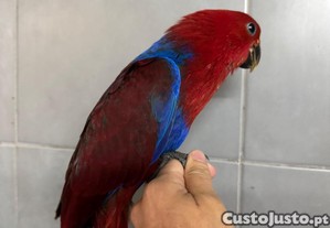 Papagaios Ecletus de 2025