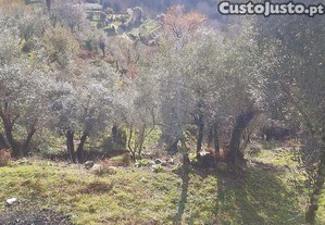 Terreno, Vila Real, Mondim de Basto