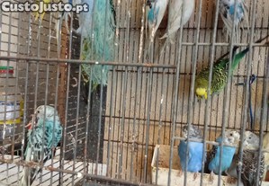 imagem_2