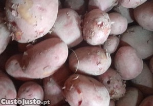 imagem_1