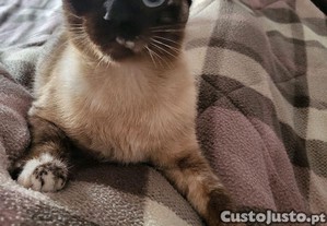 Gata siamesa esterilizada com um ano
