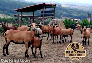 Ovelhas dos Camares