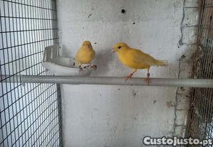 imagem_5
