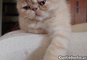 imagem_3