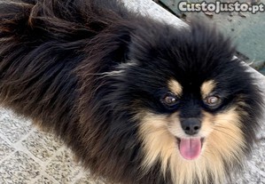 imagem_5