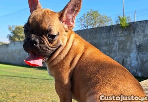 Bulldog francs red fawn