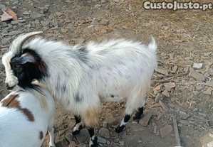 Chibato ano puro, com 2 anos