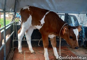imagem_1