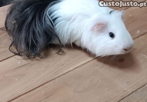 Porquinho da Índia