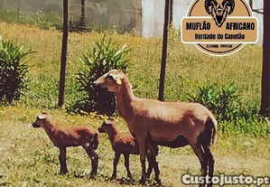 Ovelhas dos Camares