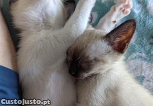 imagem_2