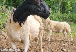 Tenho carneiro dorper para cobricoes