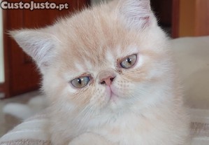 imagem_1