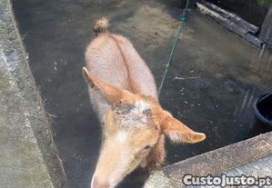 imagem_4