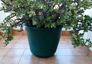 Planta Jade Grande em Vaso