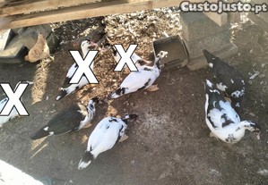 imagem_1