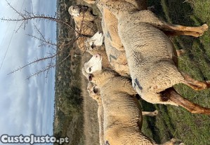 Lote 53 Ovelhas