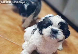 Shih-tzu macho de porte pequeno