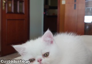 imagem_5