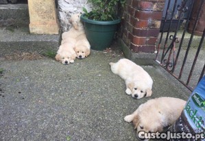 Lindos cachorros golden retriever disponíveis