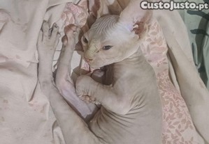 Gatos sphynx