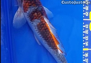 Carpas Koi