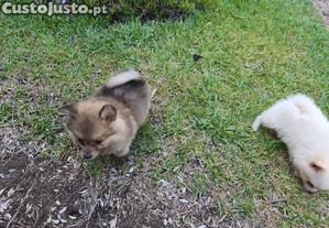 Spitz alemo ano fmea Lulu da Pomernia criado em ambiente familiar