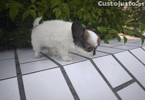 Chihuahua hiper miniatura disponvel para entrega imediata