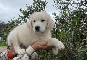 Golden retriever