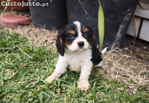 Cavalier King Charles Menina criado em ambiente familiar