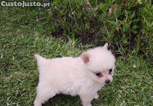 Spitz alemo ano Lulu da Pomernia criado em ambiente familiar