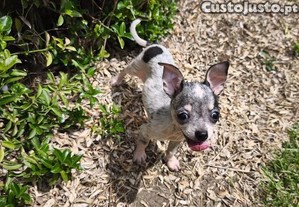 Chihuahua fmea disponvel para entrega imediata