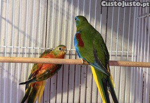 imagem_3