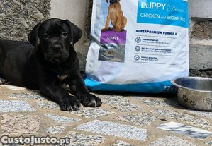 imagem_4