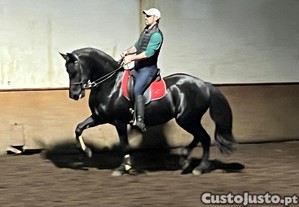 Fr�sia Puro-Sangue