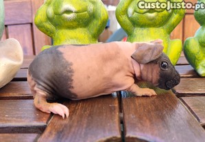 Porquinhos da India Skinny