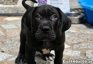 imagem_3