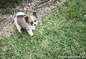 Spitz alemo ano Lulu da Pomernia criado em ambiente familiar