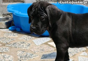 imagem_5