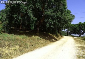 imagem_7