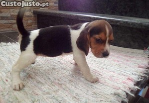 beagle criado em ambiente familiar