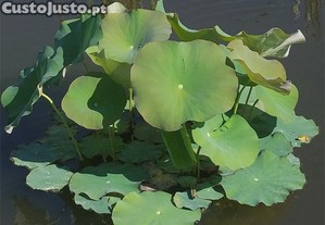 Nenfares, Flores de Lotus - Plantas Aquticas Lagos
