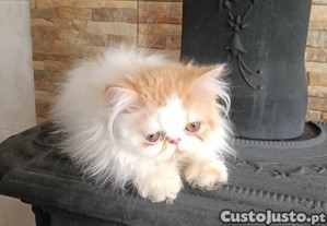 Gatinho persa disponvel