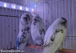 imagem_3