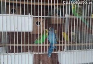 Periquitos