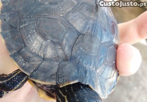 imagem_5
